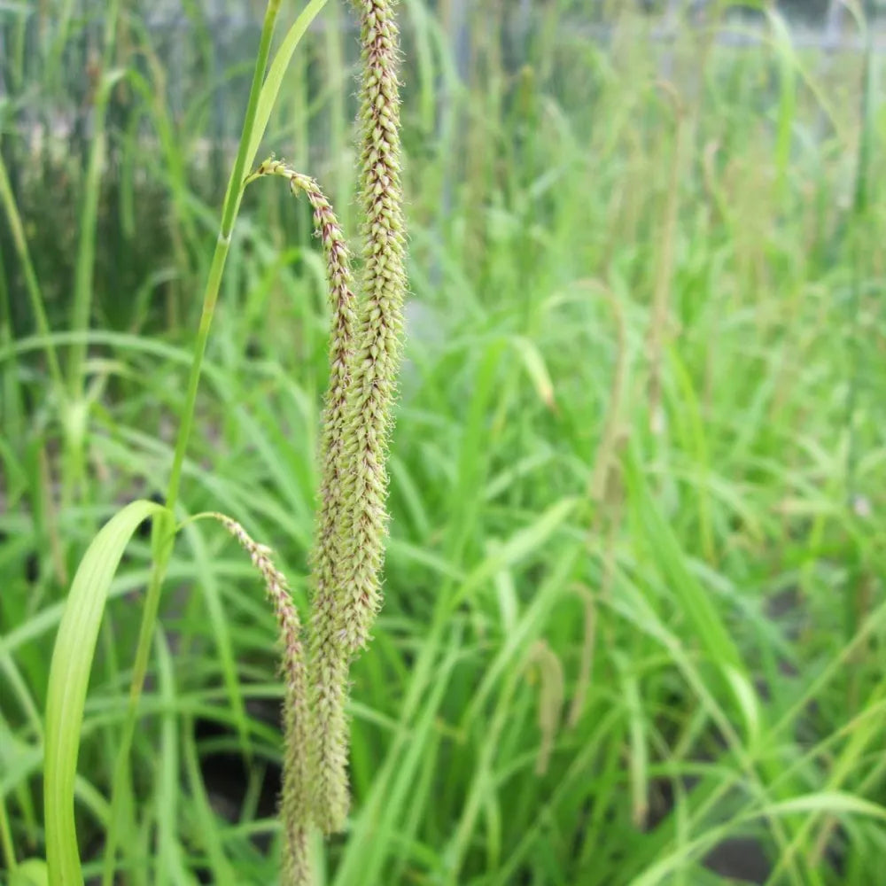 Carex pendula | Pendulous sedge | Marginal Plant