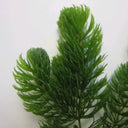 Ceratophyllum demersum | Hornwort | Oxygenating Plant