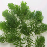 Ceratophyllum demersum | Hornwort | Oxygenating Plant