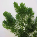 Ceratophyllum demersum | Hornwort | Oxygenating Plant