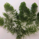 Ceratophyllum demersum | Hornwort | Oxygenating Plant