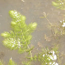 Ceratophyllum demersum | Hornwort | Oxygenating Plant