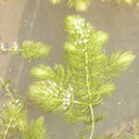 Ceratophyllum demersum | Hornwort | Oxygenating Plant