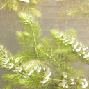 Ceratophyllum demersum | Hornwort | Oxygenating Plant