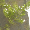 Ceratophyllum demersum | Hornwort | Oxygenating Plant