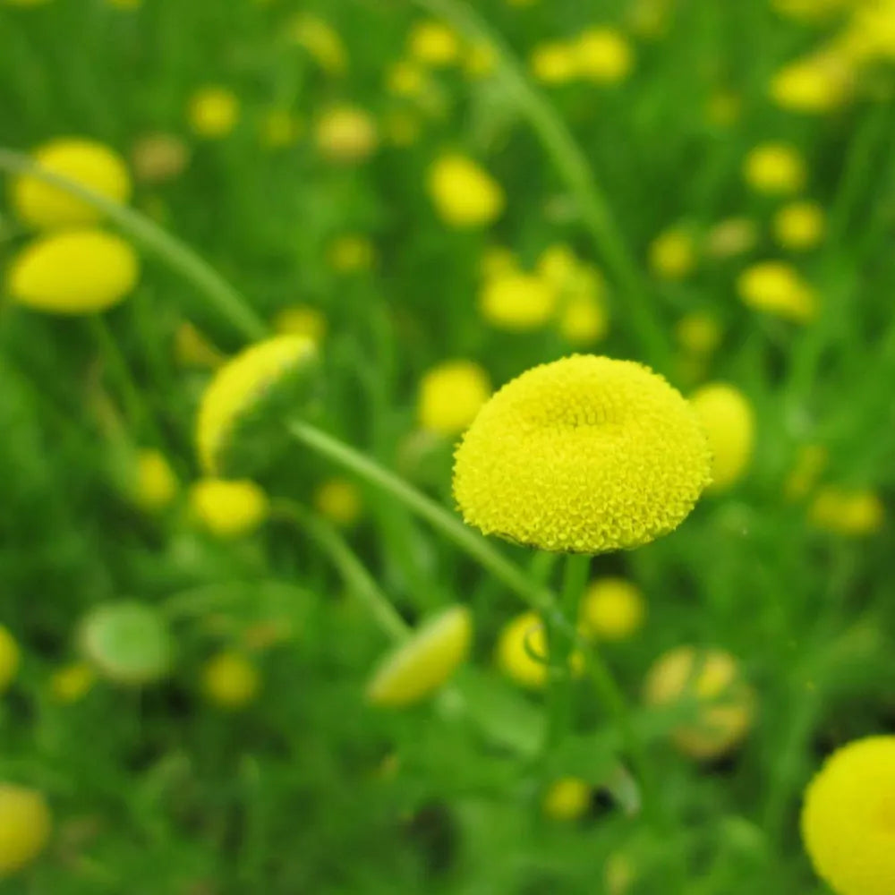 Cotula coronopifolia | Water buttons (golden buttons) | Marginal Plant