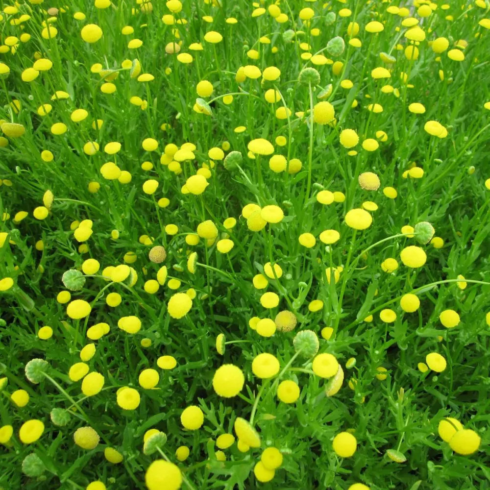Cotula coronopifolia | Water buttons (golden buttons) | Marginal Plant