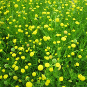 Cotula coronopifolia | Water buttons (golden buttons) | Marginal Plant
