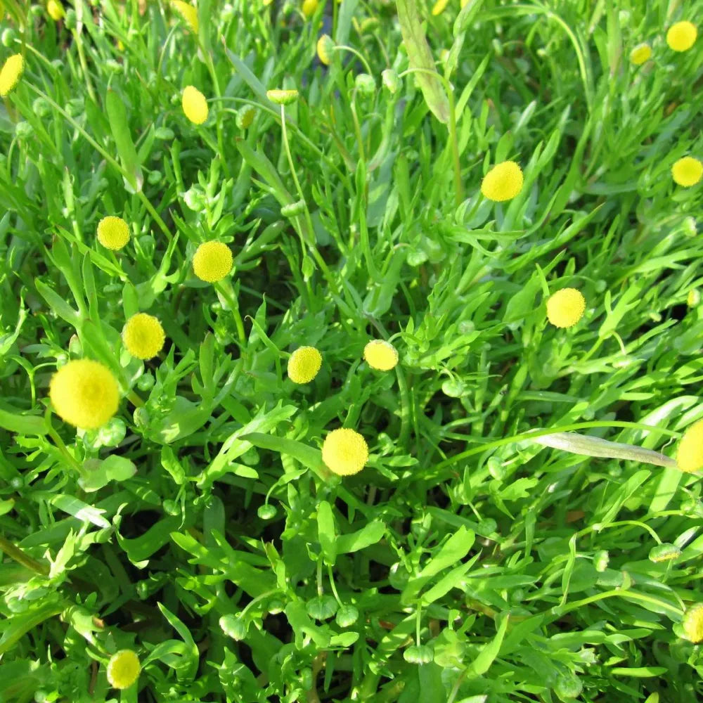 Cotula coronopifolia | Water buttons (golden buttons) | Marginal Plant