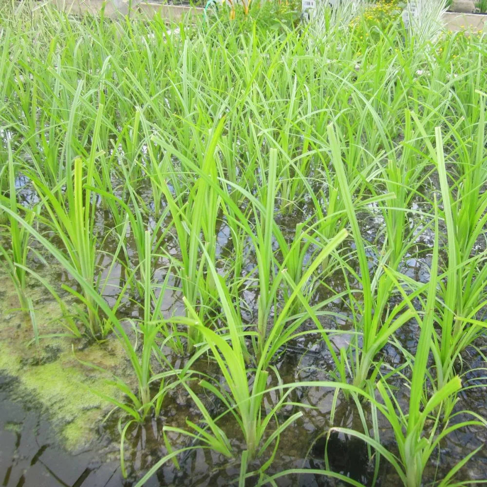 Cyperus papyrus | Papyrus | Marginal Plant