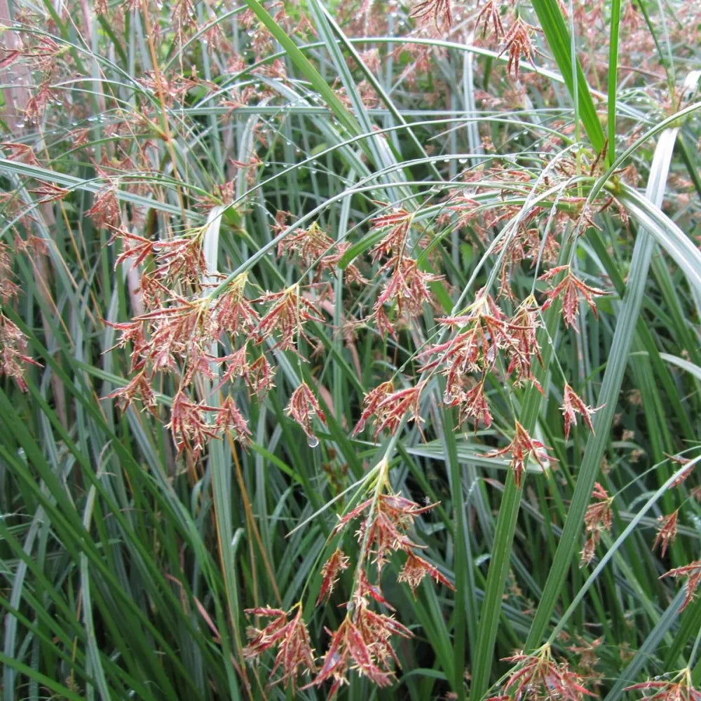 Cyperus longus | Sweet galingale | Marginal Plant