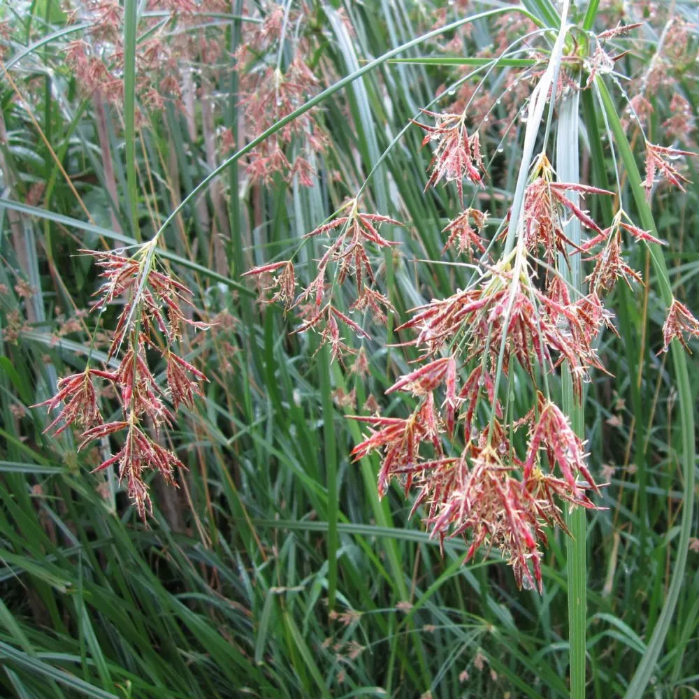 Cyperus longus | Sweet galingale | Marginal Plant