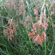 Cyperus longus | Sweet galingale | Marginal Plant
