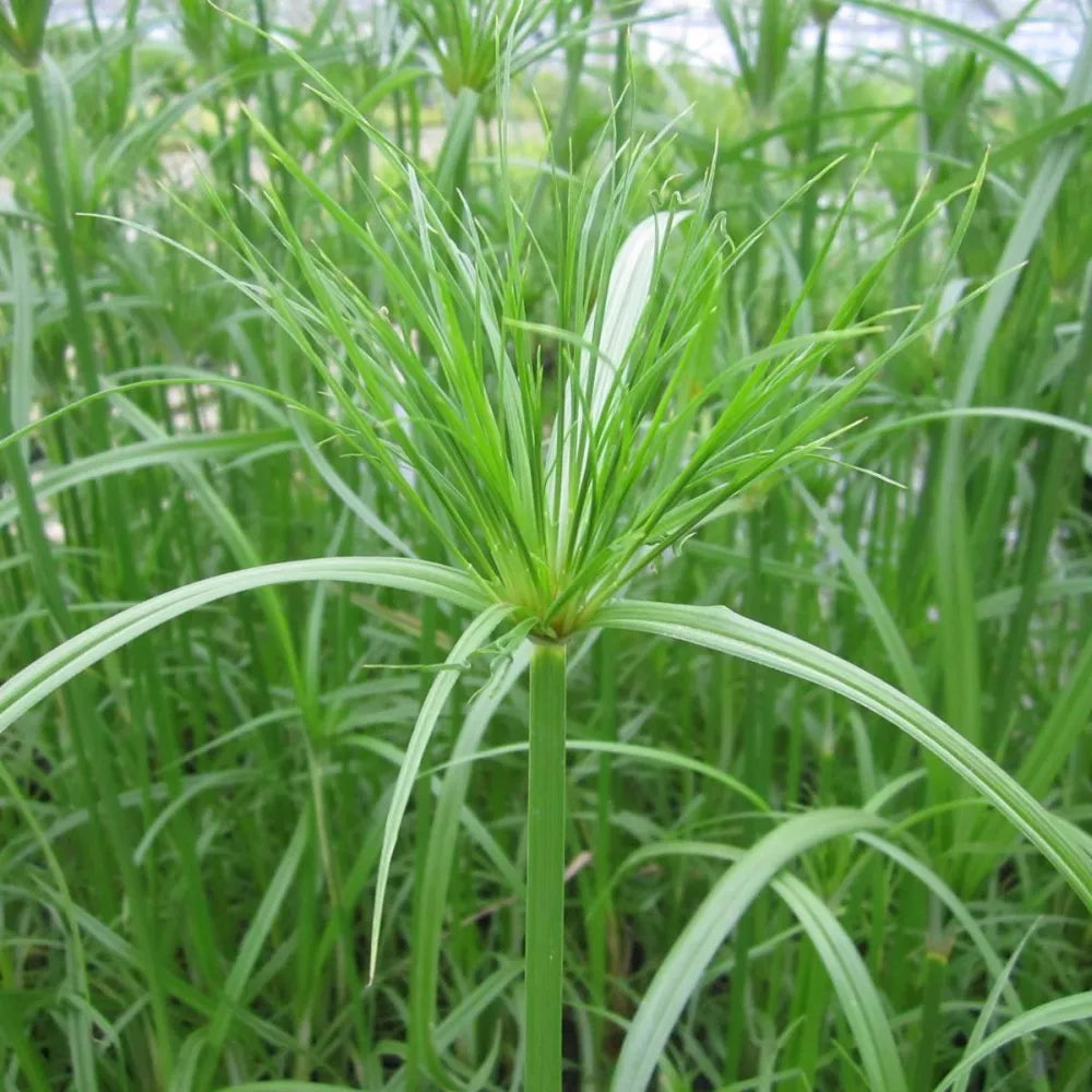 Cyperus papyrus | Papyrus | Marginal Plant – Woven Wood