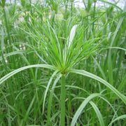 Cyperus papyrus | Papyrus | Marginal Plant