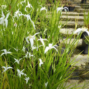 Dichromena colorata | White‑topped sedge (star sedge) | Marginal Plant