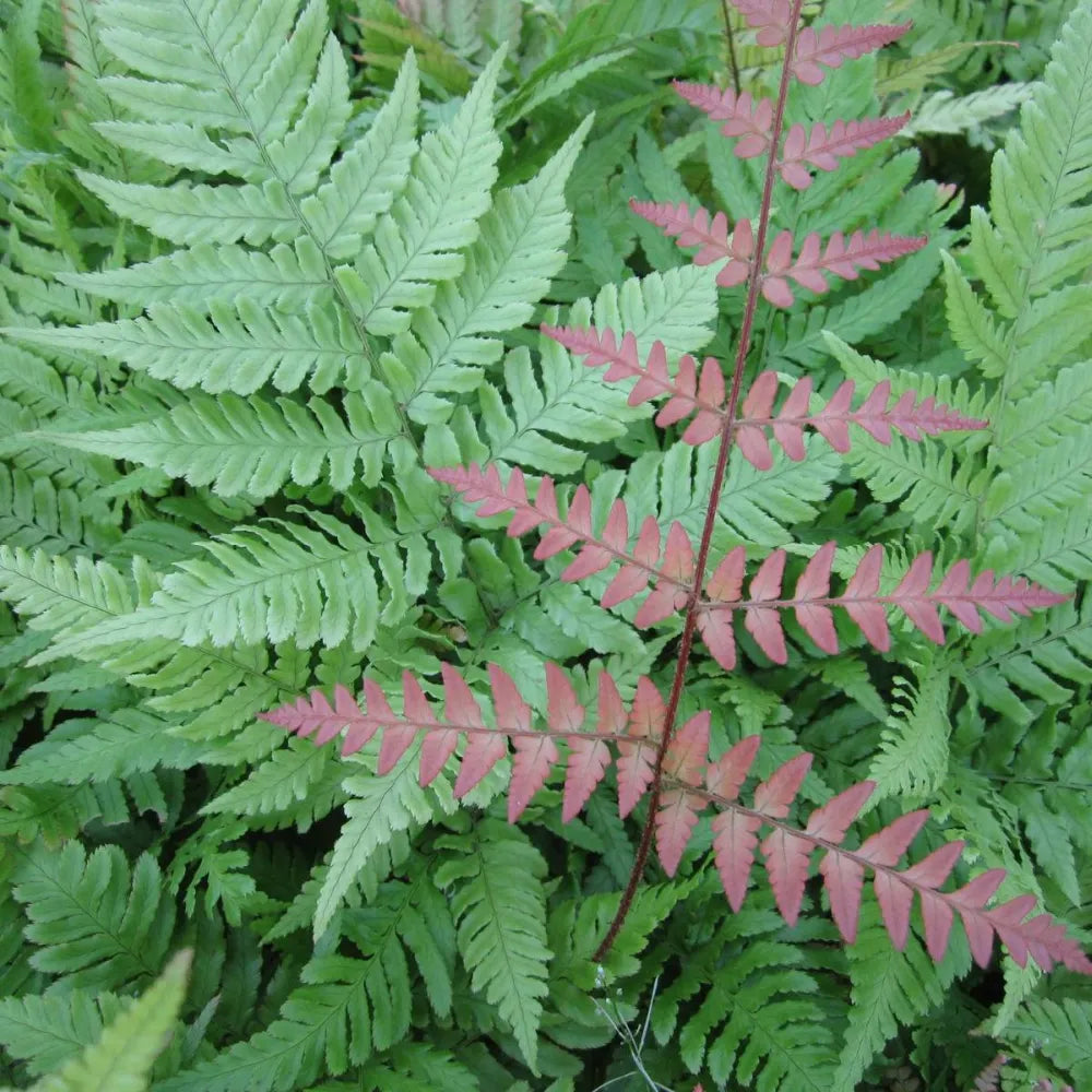 Dryopteris erythrosora | Autumn fern | Pond Side Plant