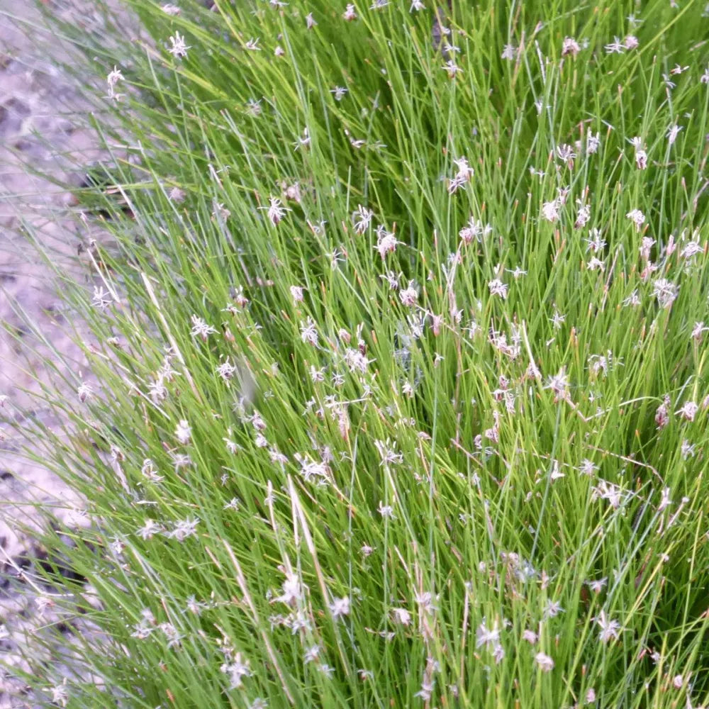 Eleocharis acicularis | Dwarf hairgrass (needle spikerush) | Oxygenating Marginal Plant
