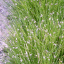 Eleocharis acicularis | Dwarf hairgrass (needle spikerush) | Oxygenating Marginal Plant
