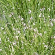 Eleocharis acicularis | Dwarf hairgrass (needle spikerush) | Oxygenating Marginal Plant