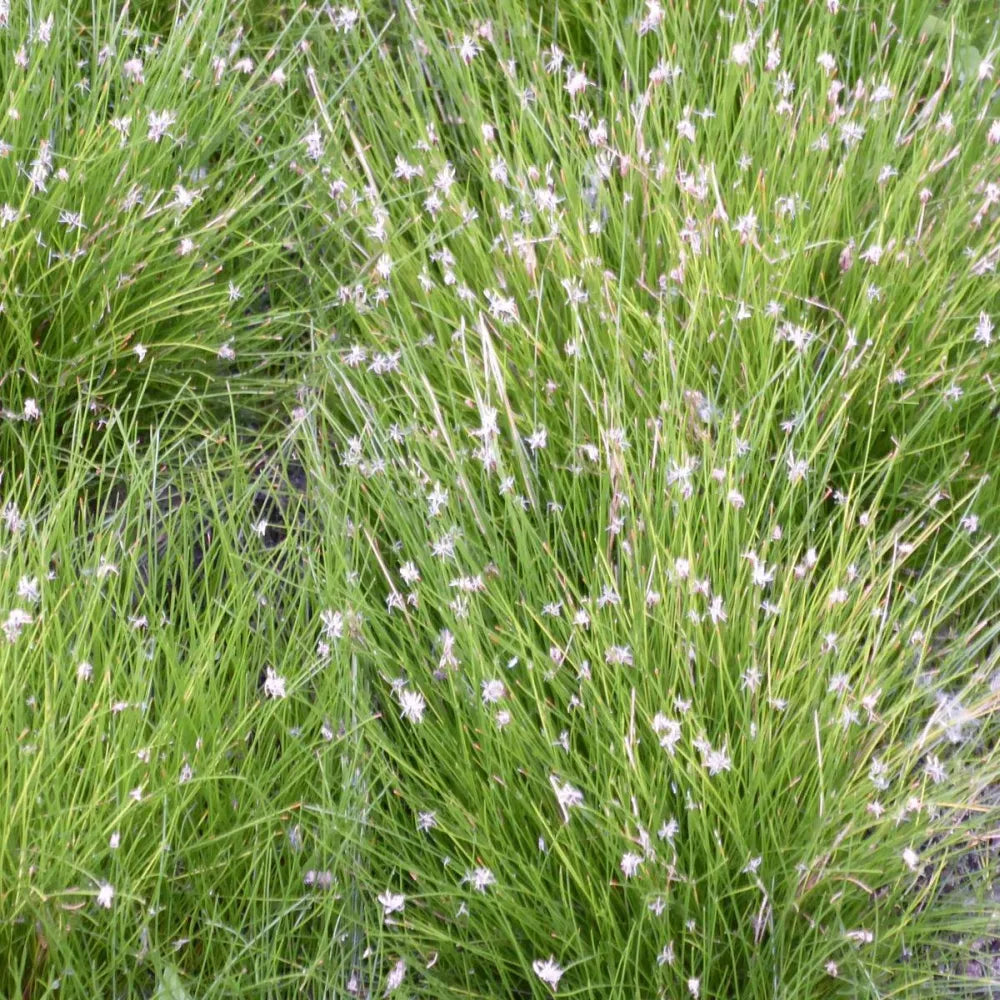 Eleocharis acicularis | Dwarf hairgrass (needle spikerush) | Oxygenating Marginal Plant