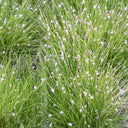 Eleocharis acicularis | Dwarf hairgrass (needle spikerush) | Oxygenating Marginal Plant
