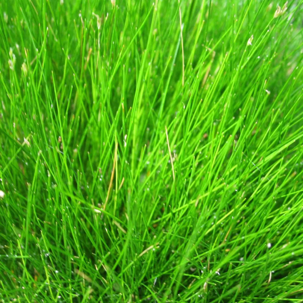 Eleocharis acicularis | Dwarf hairgrass (needle spikerush) | Oxygenating Marginal Plant