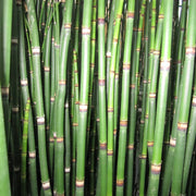 Equisetum hyemale | Scouring‑rush horsetail | Marginal Plant