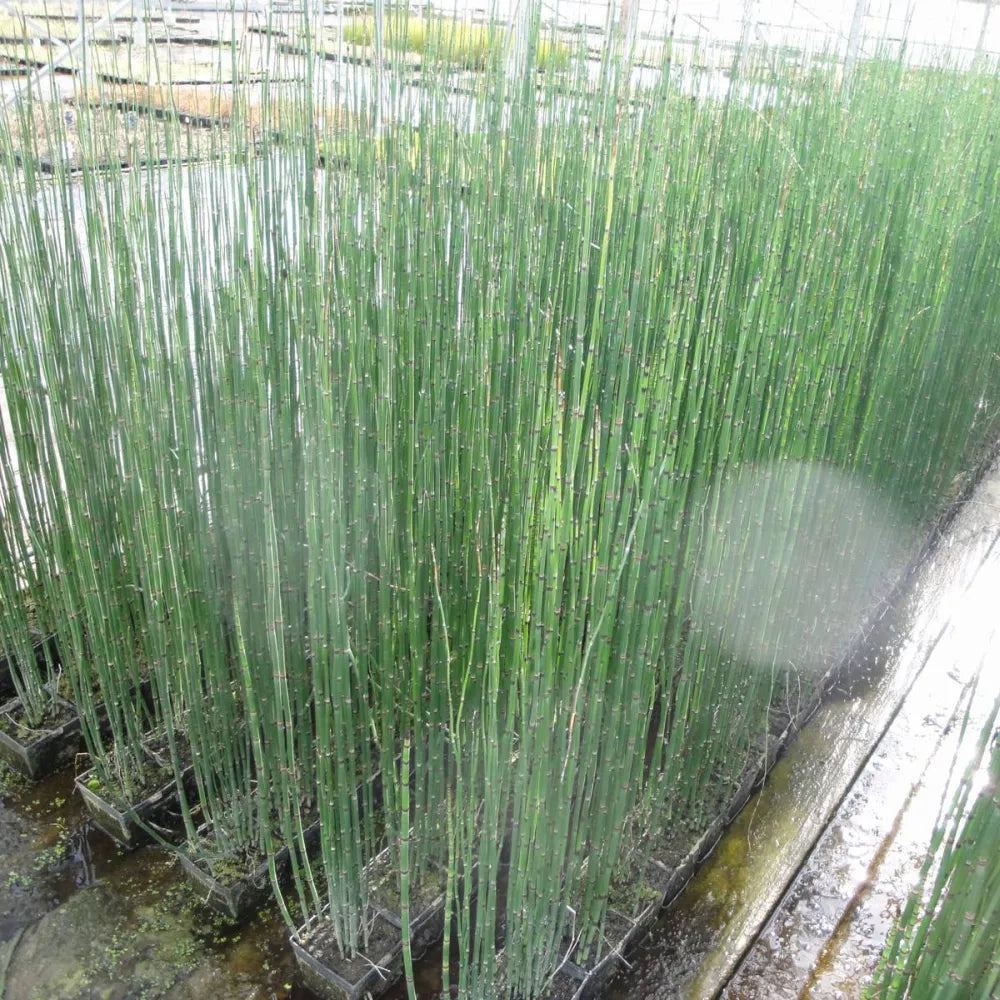 Equisetum hyemale | Scouring‑rush horsetail | Marginal Plant