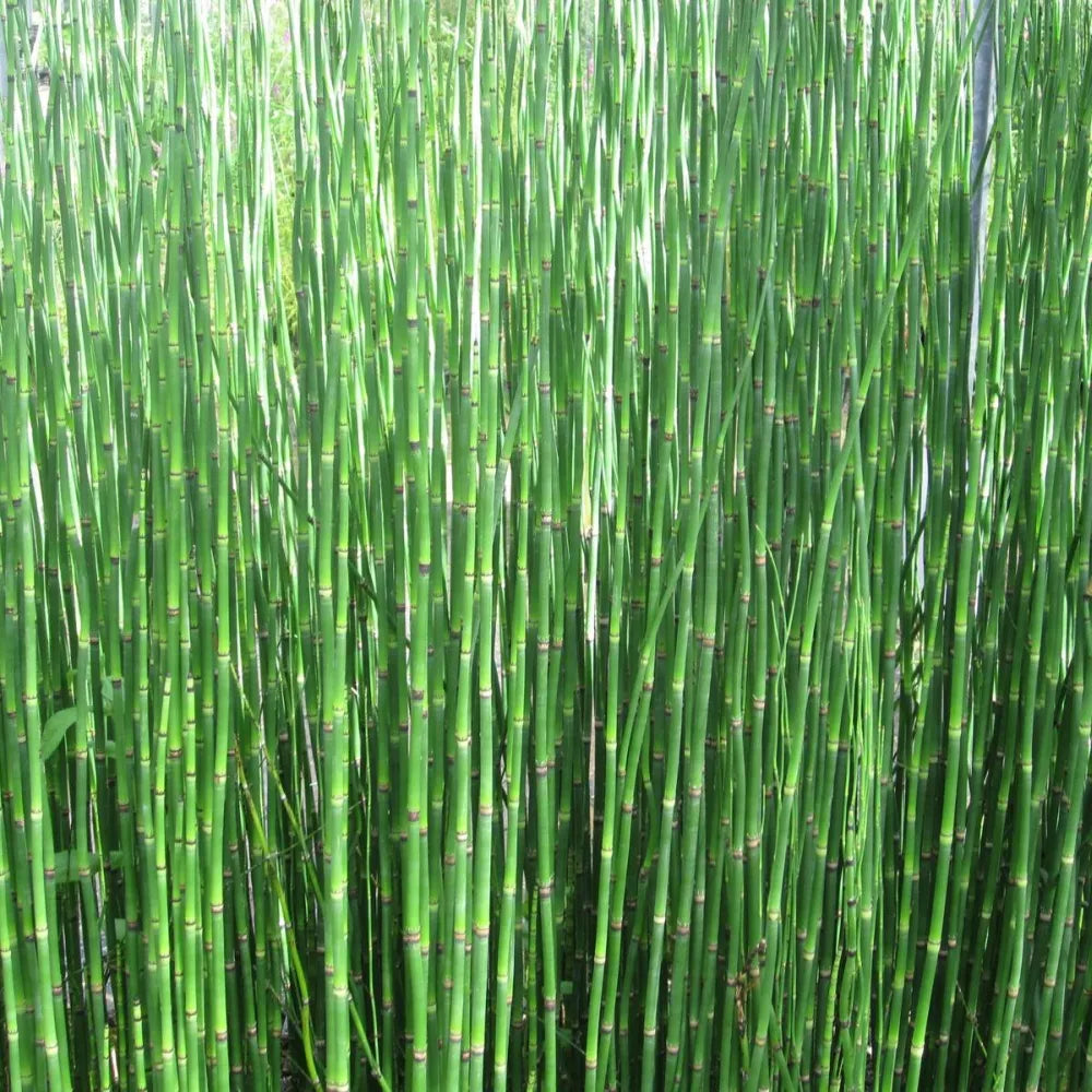Equisetum hyemale | Scouring‑rush horsetail | Marginal Plant