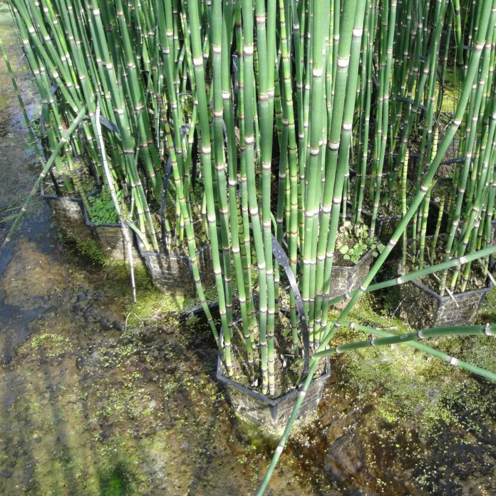 Equisetum hyemale | Scouring‑rush horsetail | Marginal Plant