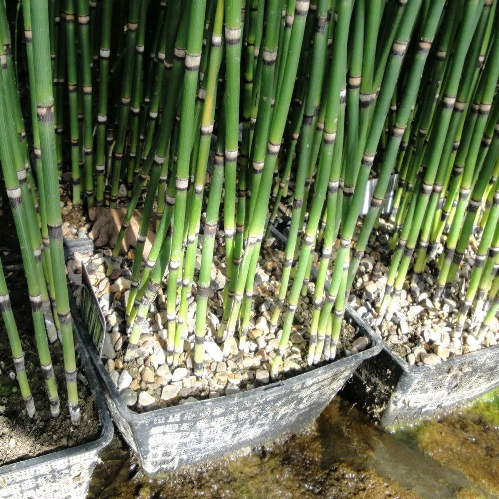 Equisetum hyemale | Scouring‑rush horsetail | Marginal Plant
