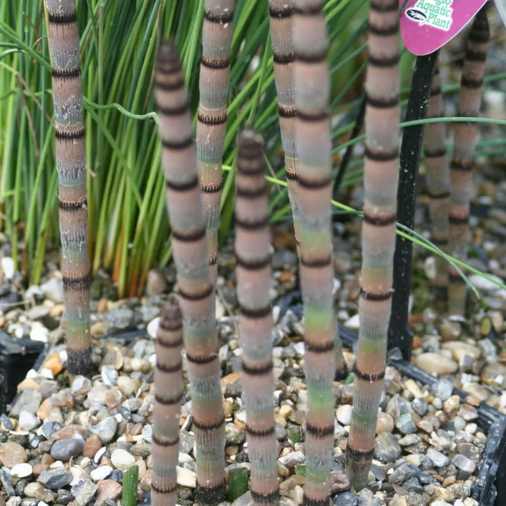 Equisetum hyemale | Scouring‑rush horsetail | Marginal Plant
