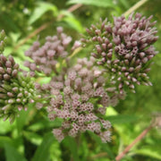 Eupatorium cannabinum | Hemp agrimony | Marginal Plant