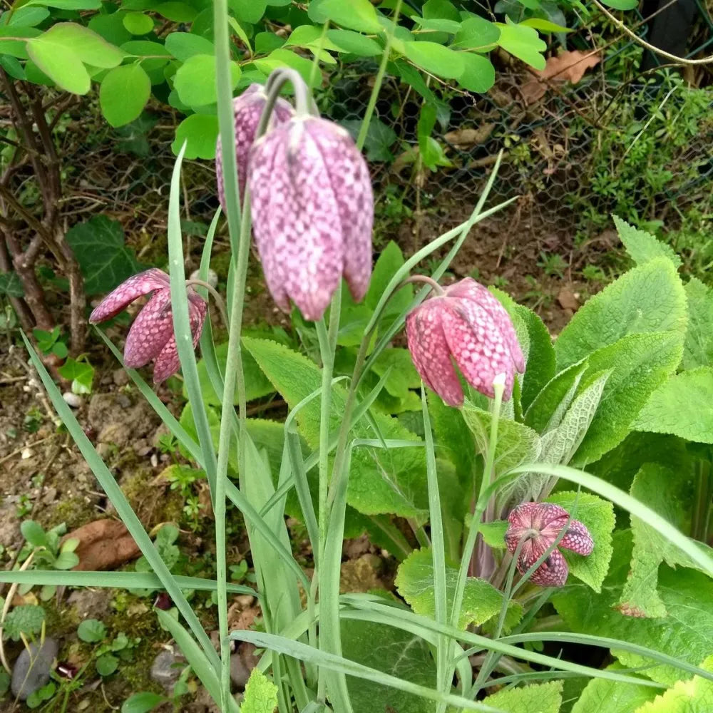 Fritillaria meleagris | Snakes‑head fritillary | Pond Side Plant