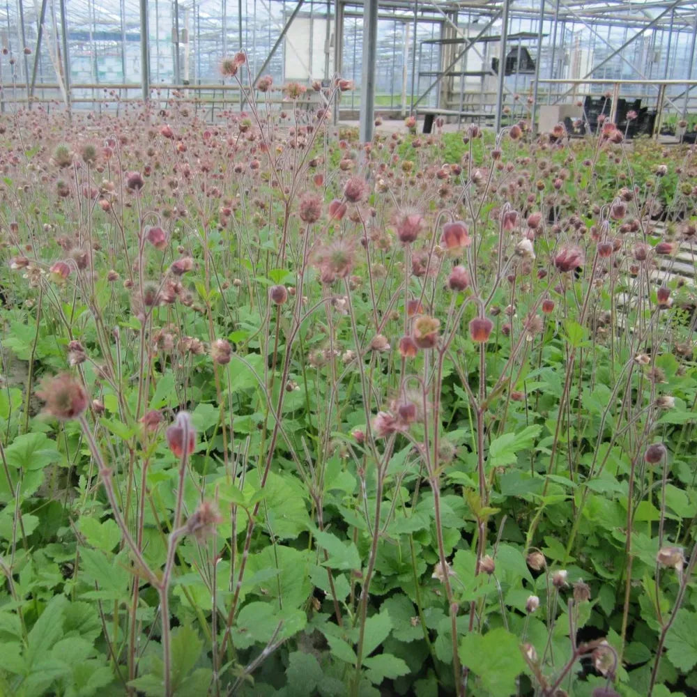 Geum rivale | Water avens | Marginal Plant