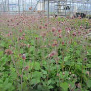 Geum rivale | Water avens | Marginal Plant