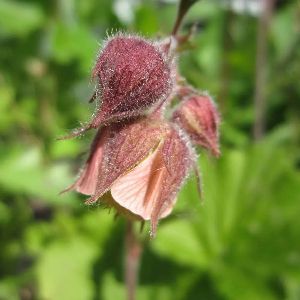 Geum rivale | Water avens | Marginal Plant