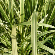 Glyceria maxima ‘Variegata’ | Variegated sweet manna‑grass | Marginal Plant