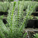 Hippuris vulgaris | Mare’s‑tail | Oxygenating Marginal Plant