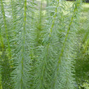 Hippuris vulgaris | Mare’s‑tail | Oxygenating Marginal Plant