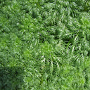 Hottonia palustris | Water violet | Floating Plant