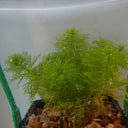 Hottonia palustris | Water violet | Floating Plant
