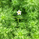 Hottonia palustris | Water violet | Floating Plant