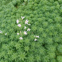 Hottonia palustris | Water violet | Floating Plant