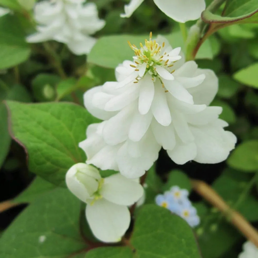 Houttuynia cordata ‘Plena’ | Double chameleon plant | Marginal Plant