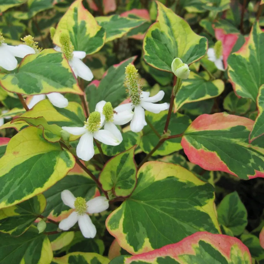 Houttuynia cordata ‘Chameleon’ | Chameleon plant | Marginal Plant