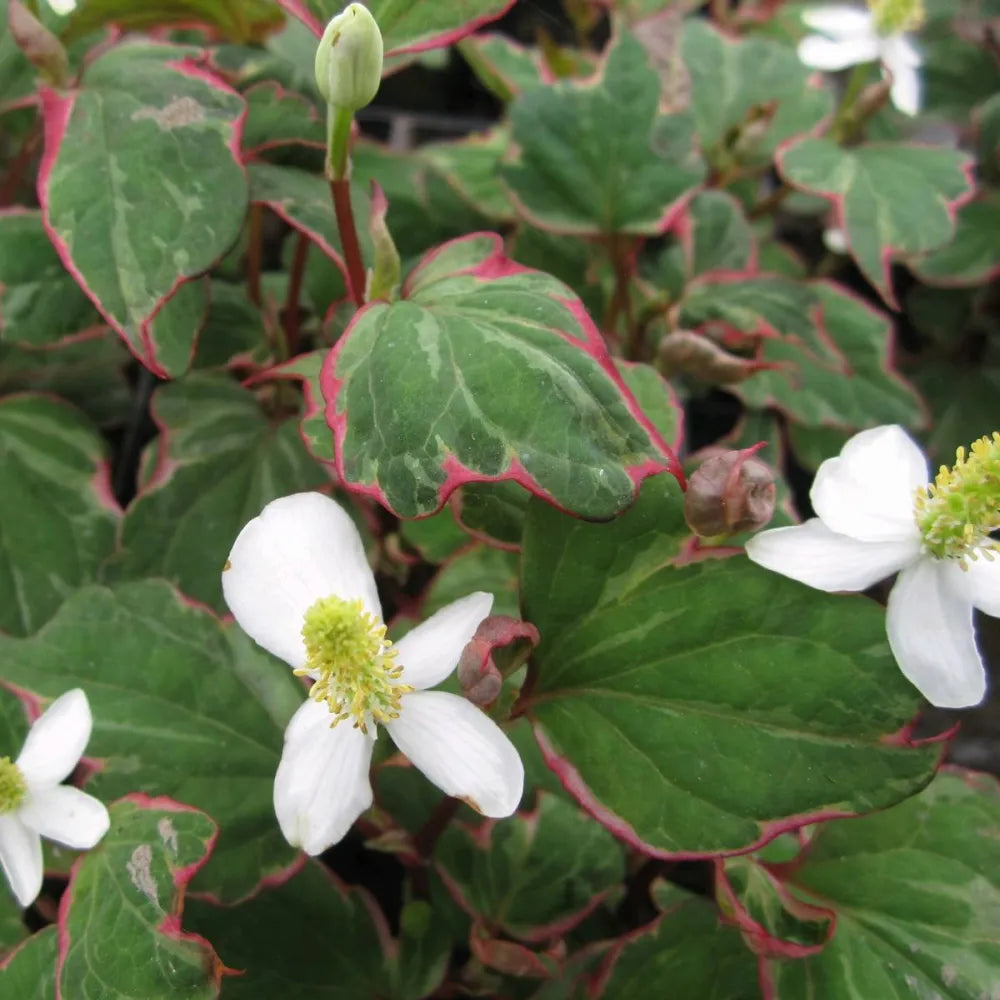 Houttuynia cordata ‘Boo Boo’ | ‘Boo Boo’ chameleon plant | Marginal Plant