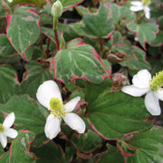Houttuynia cordata ‘Boo Boo’ | ‘Boo Boo’ chameleon plant | Marginal Plant