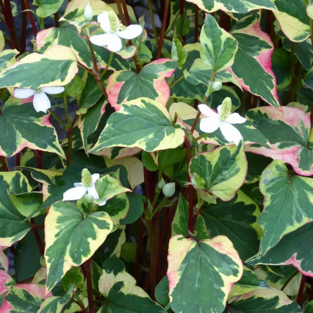 Houttuynia cordata ‘Chameleon’ | Chameleon plant | Marginal Plant